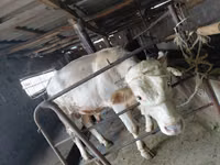 Bull, Red Polled Cow — photo 7