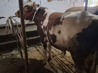 公牛, Ukrainian Red Pied Dairy cattle — 照片 1