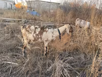 Chèvre, Nubian Goat — photo 3