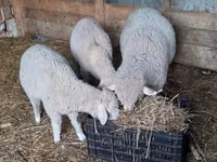 Bélier, Moutons — photo 3