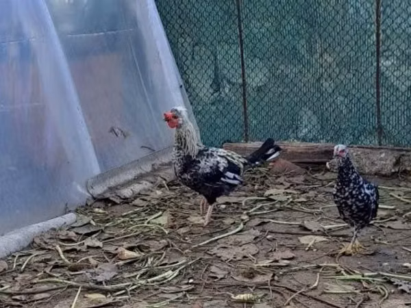 玫瑰冠