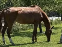 Caballo, Hungarian horse breed — foto 1