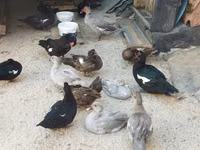 Canard musqué domestique — photo 3