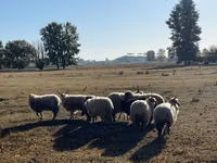 Widder, Racka sheep — Foto 3