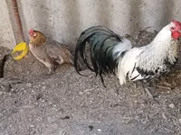 Chickens — Foto 2