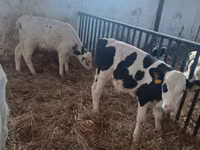 सांड, Russian Black pied cattle — फ़ोटो 5