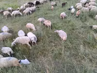 भेड़, Balbas sheep — फ़ोटो 7
