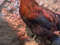 Marans — Foto 1