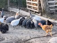 Guinea fowl — photo 6