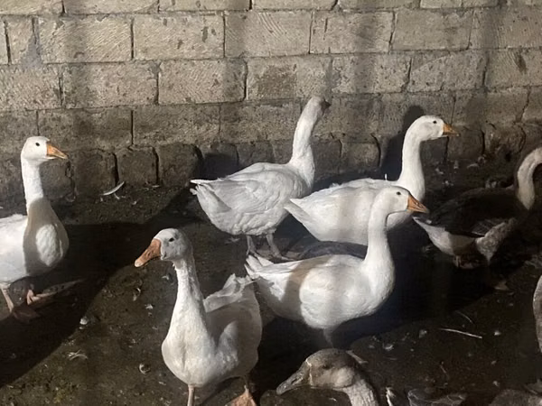 Geese