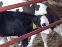 Rinder (Partie, Geschlecht nicht angegeben), Russian Black pied cattle — Foto 7