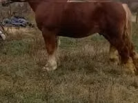 حصان, Suffolk Punch — الصورة 1