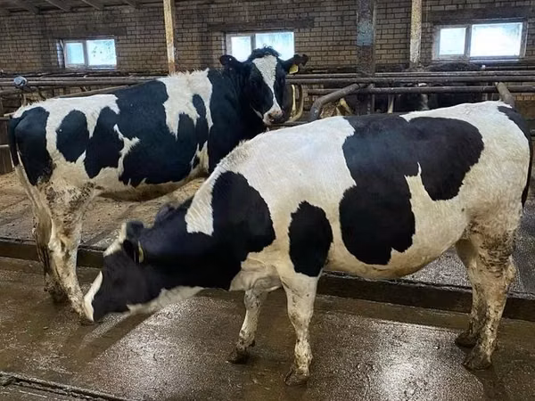 母牛, Holstein breed