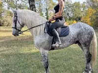 Horse (M), Andalusian horse — photo 2