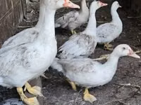 Ducks — Foto 1