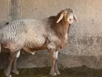 Ram, Arashan sheep — photo 3