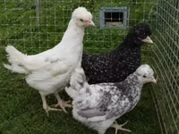 Chickens — foto 8
