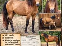 Yegua, Black Sea breed — foto 1