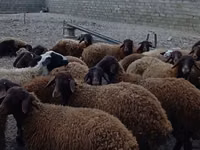 मेढ़ा, Karakul sheep — फ़ोटो 2