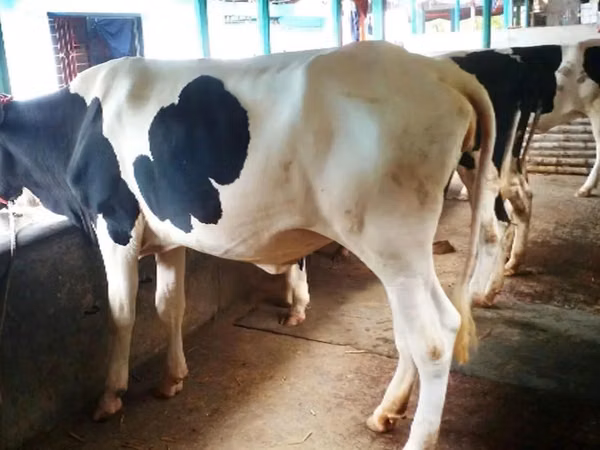 Kuh, Holstein-Rasse