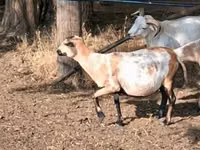 Sheep, Cameroon sheep — photo 1