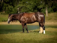 公马, Quarter Horse — 照片 2