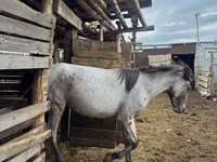 Cheval, Kustanai horse — photo 3