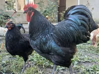 Australorp — photo 1