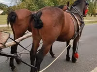 Cheval, Chevaux — photo 1