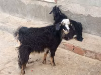 Goats (batch, sex not specified), Goats — photo 1