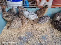 Quails — फ़ोटो 5