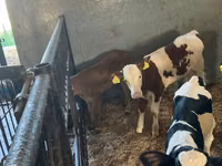 मवेशी (लॉट, लिंग निर्दिष्ट नहीं), Russian Black pied cattle — फ़ोटो 5