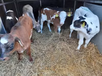 公牛, Pinzgauer cattle — 照片 2