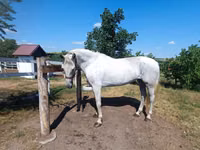 Mare, Orlov Trotter — photo 1