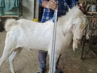 Billy Goat, Nubian Goat — photo 1