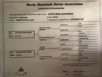 Yegua, Rocky Mountain Horse — foto 8