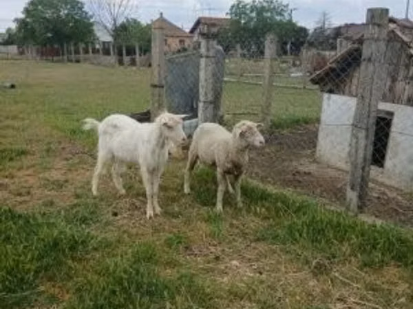Widder, Merino sheep