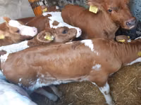 牛只（批次，未指定性别）, Cattle — 照片 3