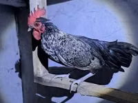 डेनिश हेन — फ़ोटो 4