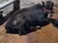 公牛, Swedish red cattle — 照片 7