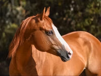 Mare, Quarter Horse — photo 3