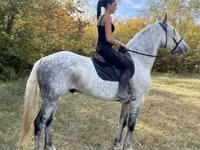 Horse (M), Andalusian horse — photo 3