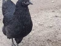 Australian Pit Game fowl — Foto 3