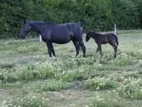 Yegua, Caballos — foto 4
