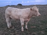 Bulle, Charolais cattle — Foto 8