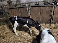 ثور, Russian Black pied cattle — الصورة 2
