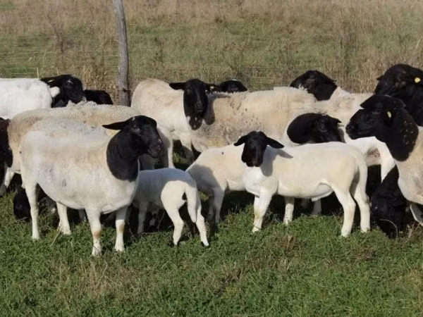 Moutons (lot, sexe non indiqué), Dorper sheep