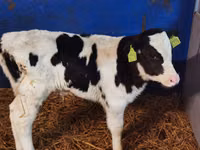 公牛, Aberdeen-Angus — 照片 3