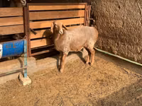 نعجة, Hissar sheep — الصورة 6
