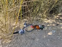आयम केतावा — फ़ोटो 4